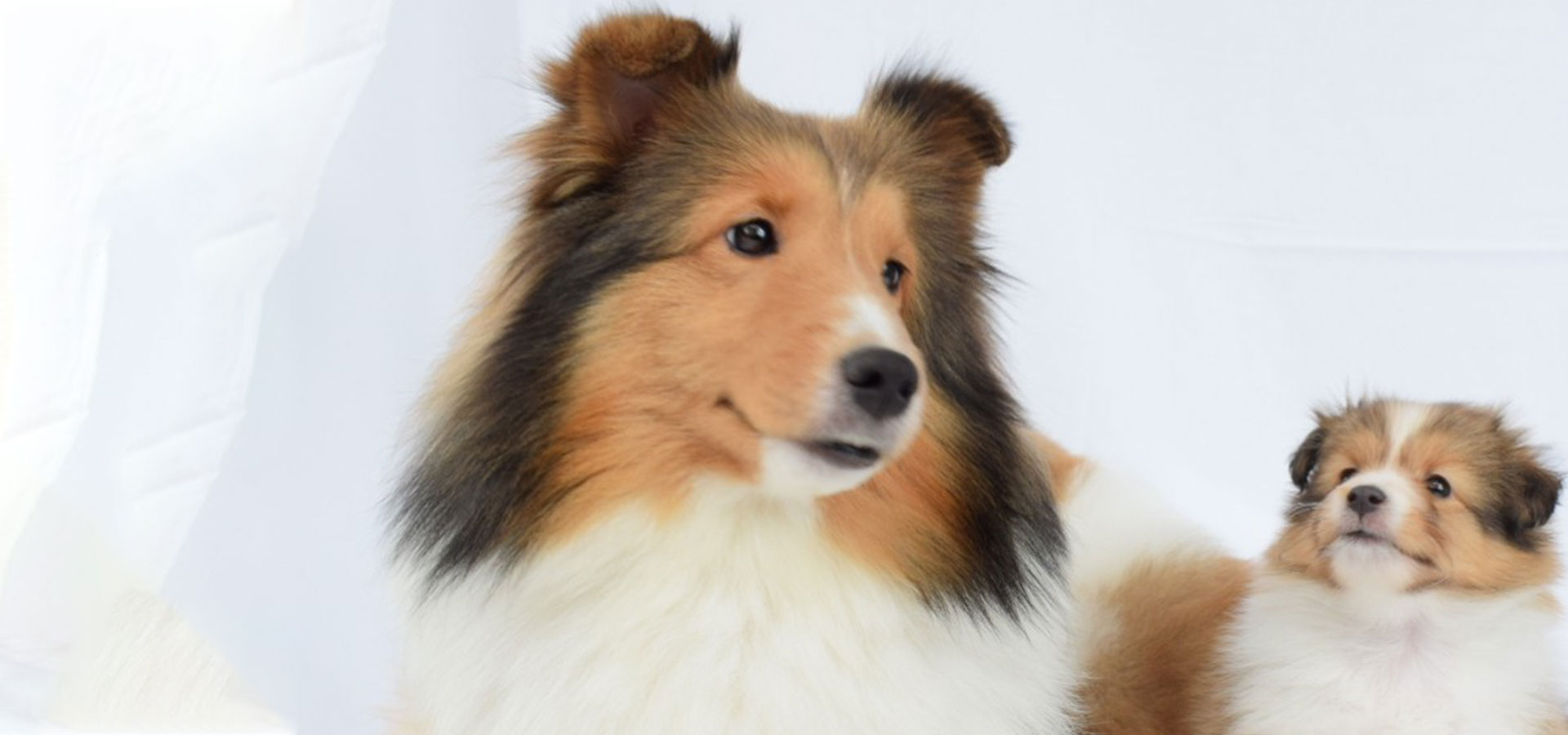 ドッグトータルプランニングオバタ